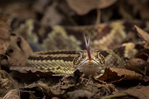 Tropical rattlesnake