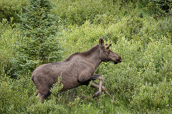 Bull Moose