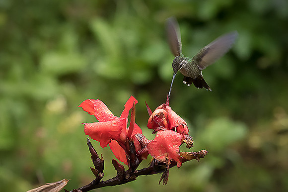 Magnificent Hummingbird - female