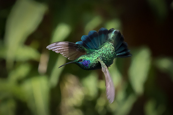 Violet-eared hummingbird