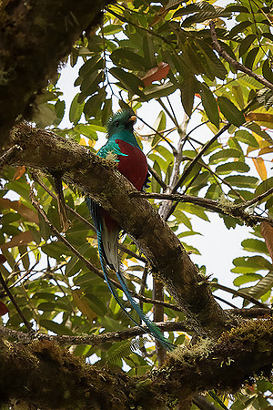 Resplendent Quetzal