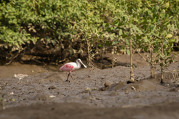Roseated spoonbill