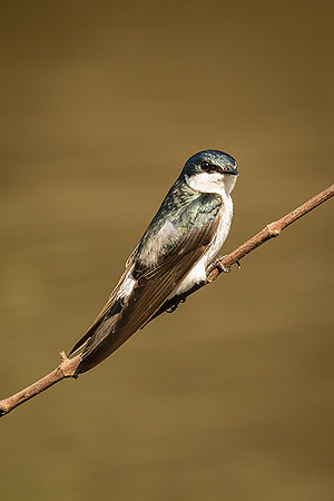 Mangrove swallow