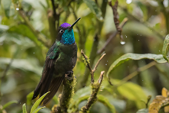 Magnificent Hummingbird