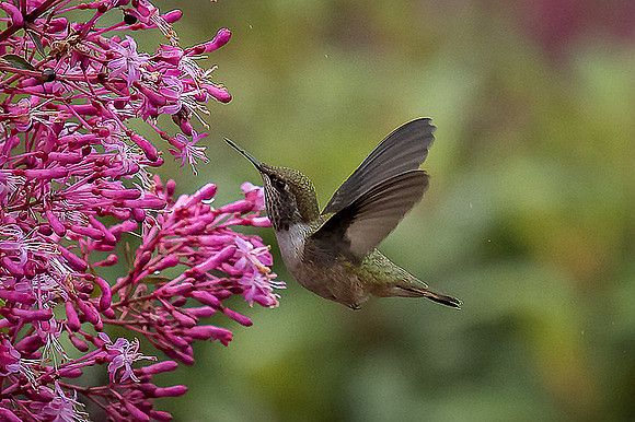 Volcano Hummingbird