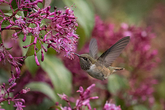 Volcano Hummingbird