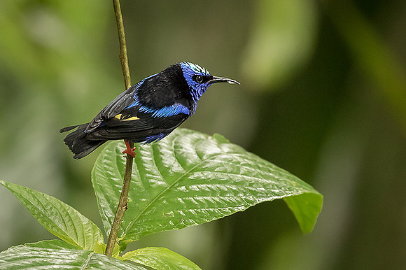 Red-legged honeycreeper