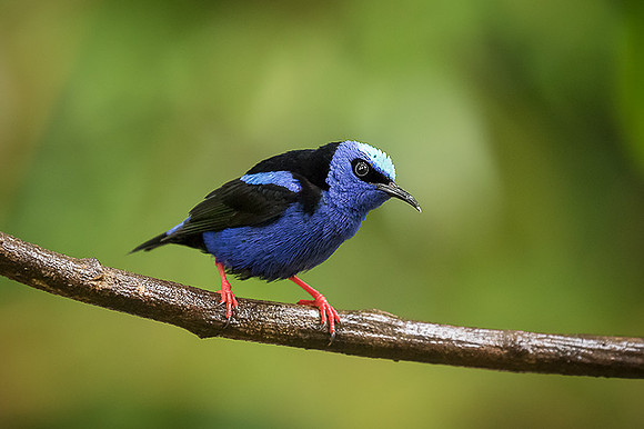 Red-legged honeycreeper