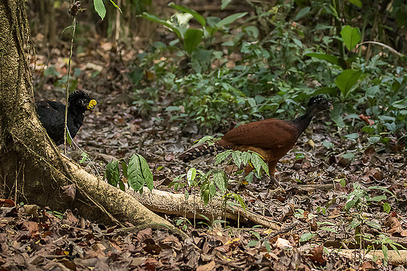 Currasow pair