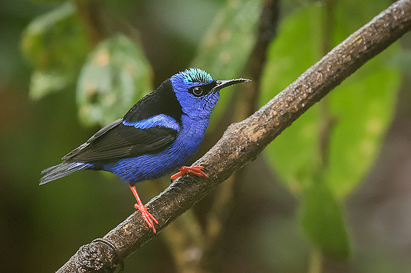 Red-legged honeycreeper