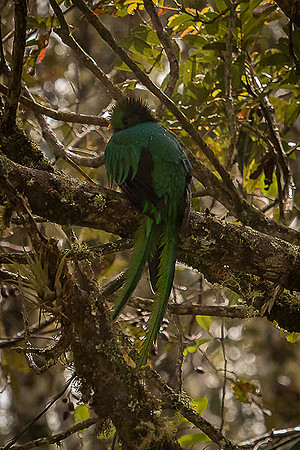 Resplendent Quetzal