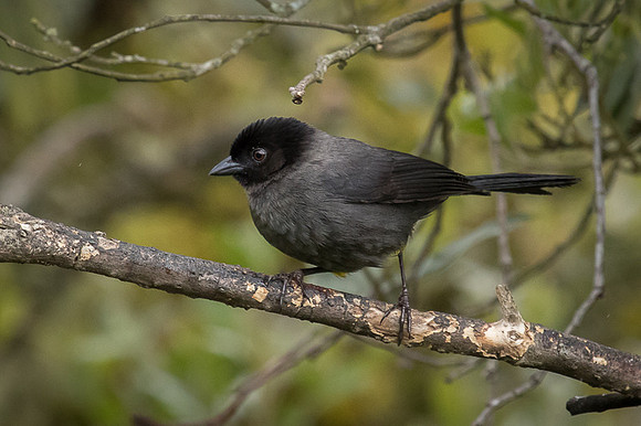 Yellow-thighed Finch