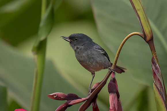 Slaty Flowerpiercer