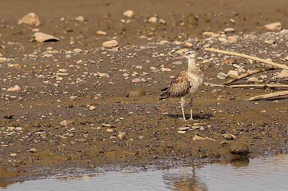 Long-billed curlew