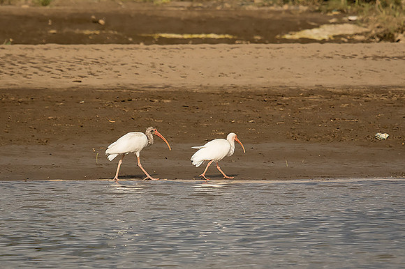 White ibis