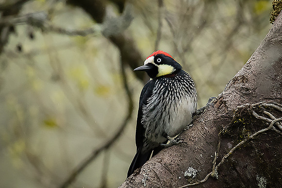Acorn woodpecker