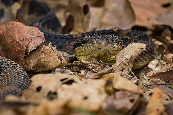 Jumping pit viper