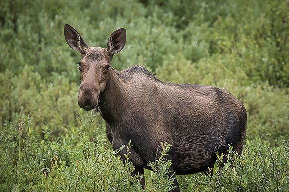 Cow Moose