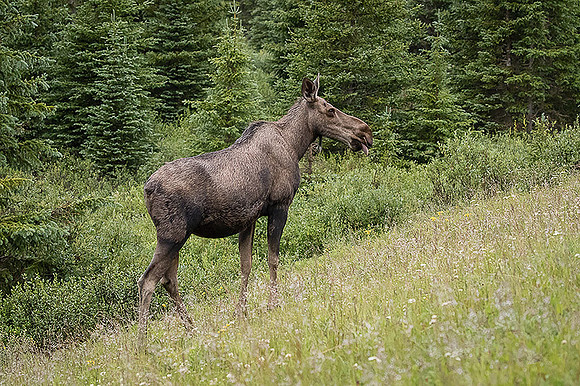 Cow Moose