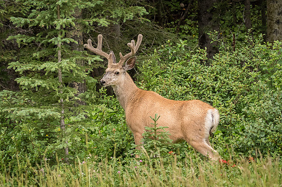 Mule deer