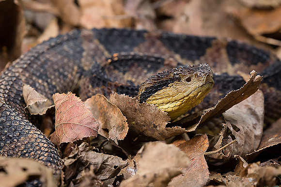 Jumping pit viper