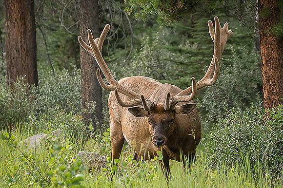 Bull Elk