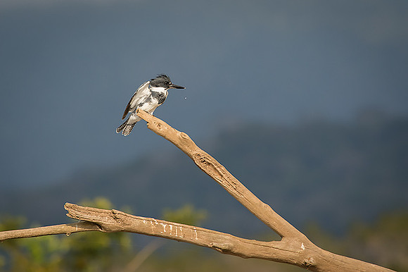 Ringed kingfisher