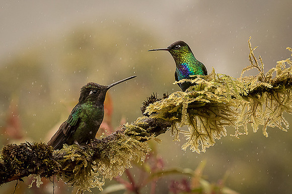 Fiery-throated Hummingbirds