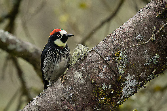 Acorn Woodpecker