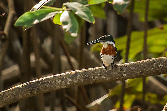 Green kingfisher