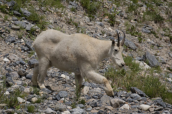 Rocky Mountain Goat