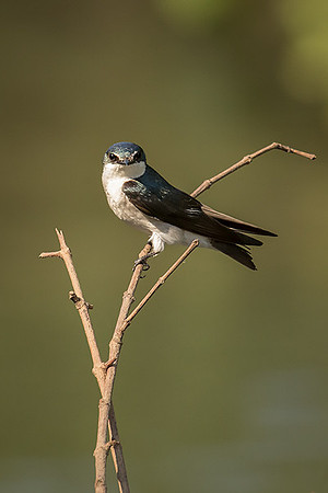 Mangrove swallow