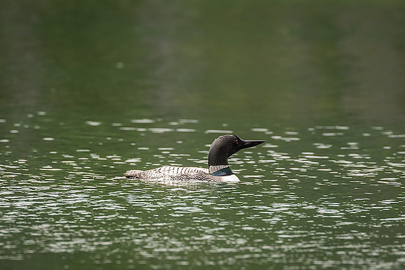 Common Loon