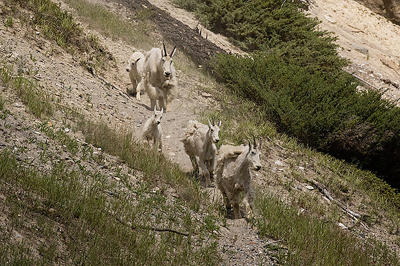 Rocky Mountain Goat