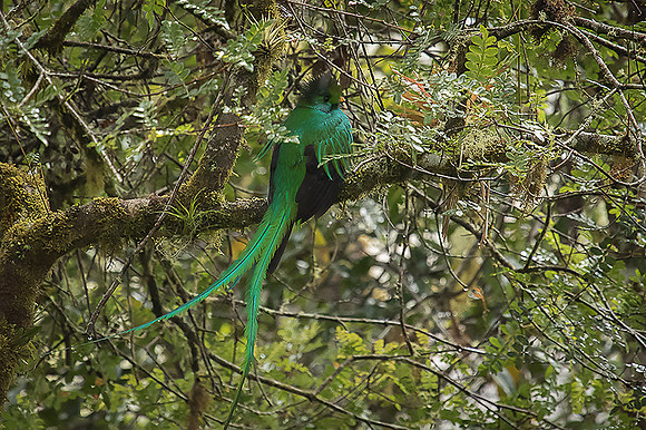 Resplendent Quetzal