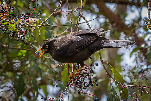 Sooty Thrush