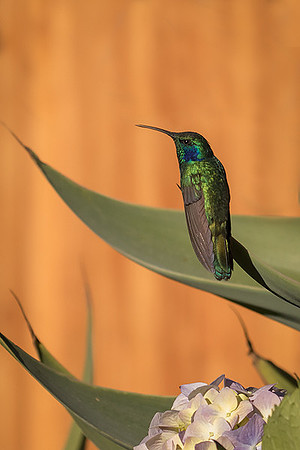 Violet-eared hummingbird