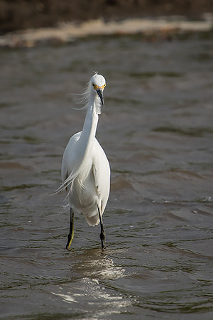 Snowy egret