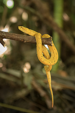 Eyelash pit viper