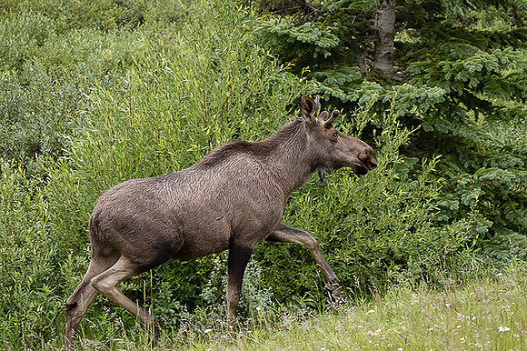 Bull Moose