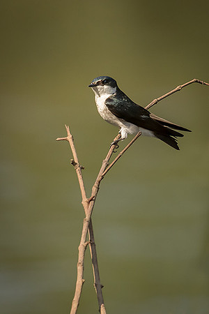 Mangrove swallow