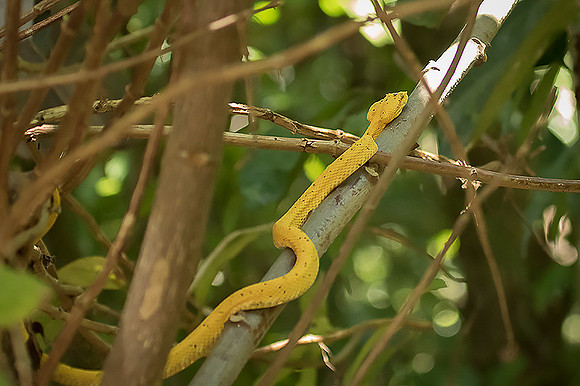 Eyelash pit viper