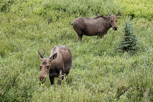 Moose pair