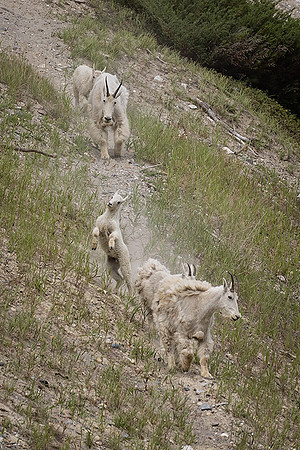 Rocky Mountain Goat