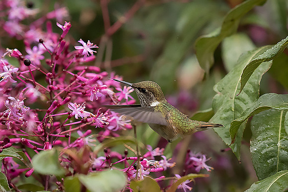 Volcano Hummingbird