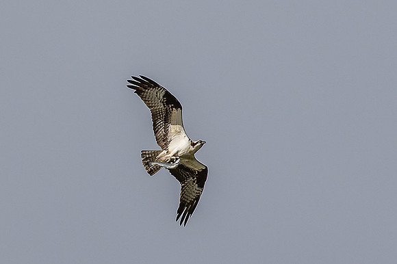 Osprey with Catch