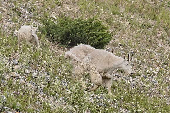 Rocky Mountain Goat