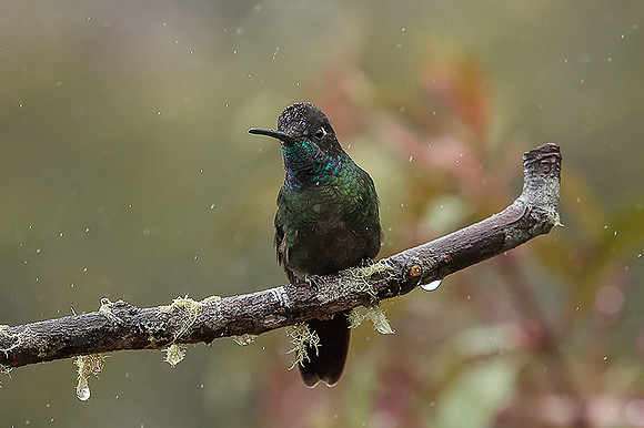Magnificent Hummingbird