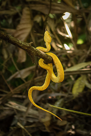 Eyelash pit viper