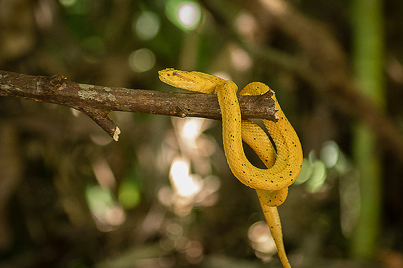 Eyelash pit viper